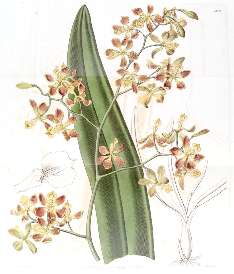 Encyclia oncidioides (as Epidendrum oncidioides)-Edwards vol 19 pl 1623 (1833)