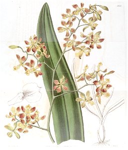 Encyclia oncidioides (as Epidendrum oncidioides)-Edwards vol 19 pl 1623 (1833). Free illustration for personal and commercial use.