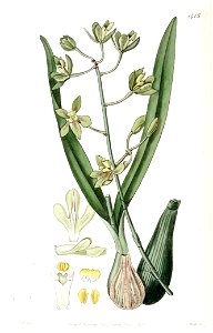 Encyclia patens var. patens (as Epidendrum odoratissimum) - Edwards vol 17 pl 1415 (1831)