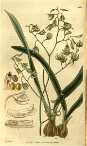 Encyclia viridiflora - Curtis' 55 (N.S. 2) pl. 2831 (1828)