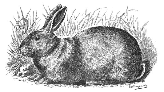 Englisches Kaninchen (Jean Bungartz, Kaninchenrassen, 1902, p044)