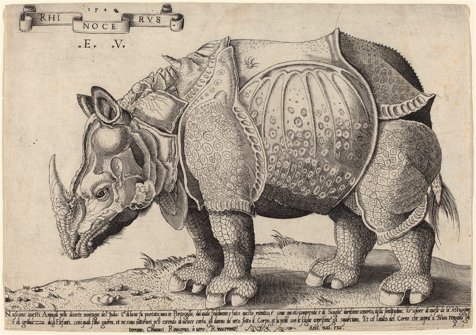 Enea Vico after Albrecht Dürer - Rhinoceros