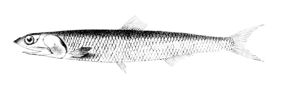 Engraulis encrasicolus1