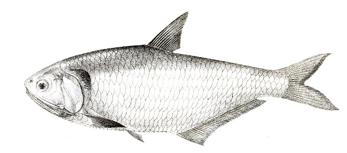Engraulis malabaricus Achilles 157
