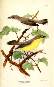 GerygoneKeulemans