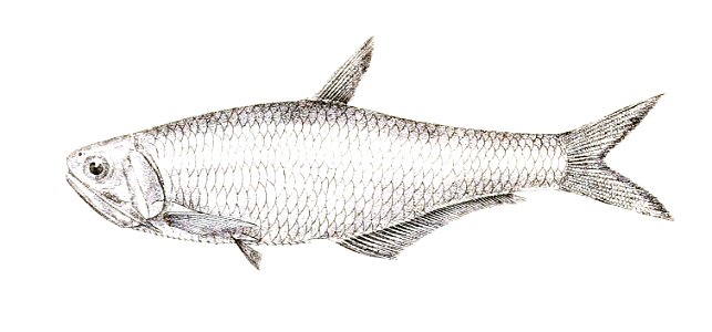 Engraulis purava Achilles 157