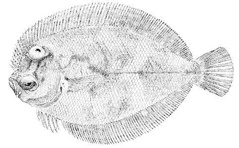 Engyprosopon xenandrus