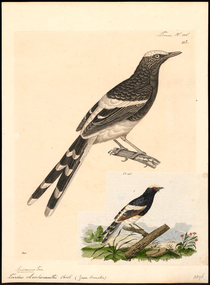 Enicurus leschenaultii - 1700-1880 - Print - Iconographia Zoologica - Special Collections University of Amsterdam - UBA01 IZ16300133