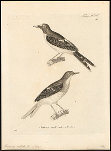 Enicurus velatus - 1700-1880 - Print - Iconographia Zoologica - Special Collections University of Amsterdam - UBA01 IZ16300137