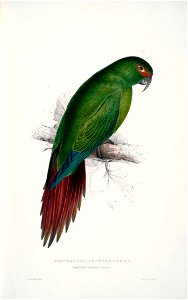 Enicognathus leptorhynchus -Psittacara leptorhyncha Long-billed Parrakeet-Maccaw -by Edward Lear 1812-1888