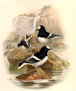 EnicurusScouleriGould