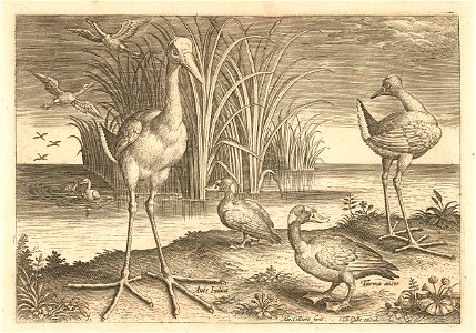 Enkele watervogels aan een oever