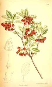 Enkianthus campanulatus illustration