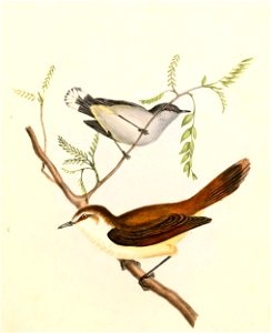 Gerygone igata & Gerygone albofrontata Hullmandel
