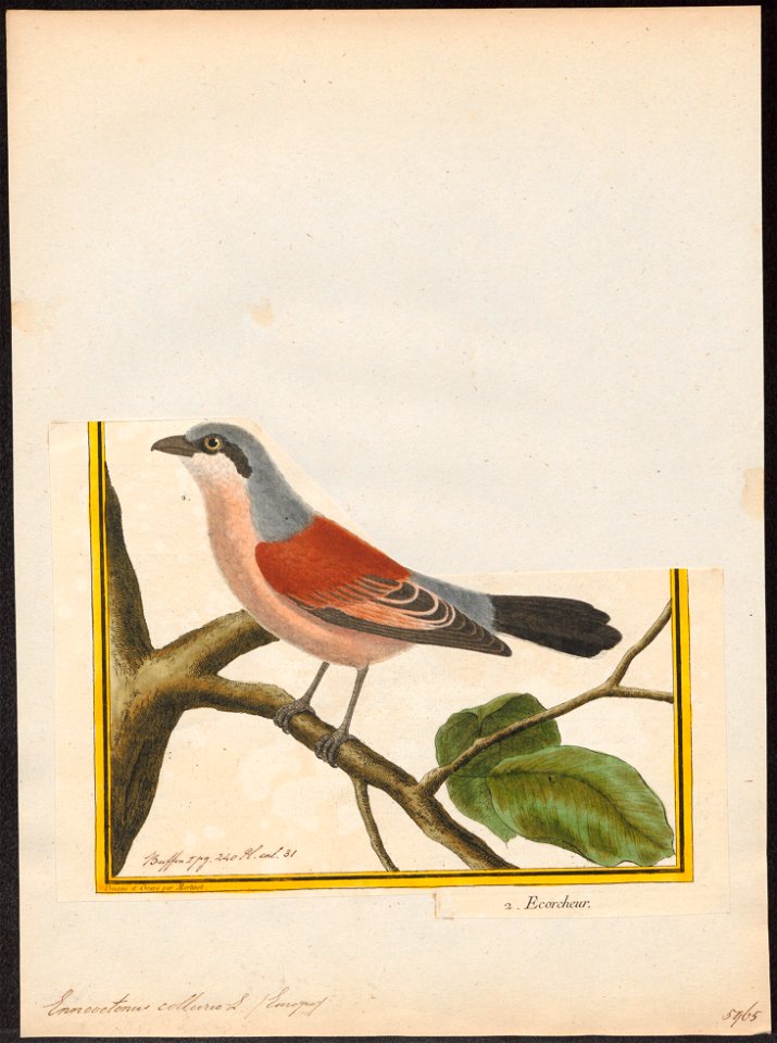 Enneoctonus collurio - 1700-1880 - Print - Iconographia Zoologica - Special Collections University of Amsterdam - UBA01 IZ16600407