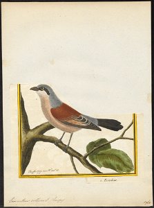 Enneoctonus collurio - 1700-1880 - Print - Iconographia Zoologica - Special Collections University of Amsterdam - UBA01 IZ16600407