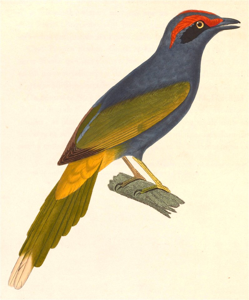Enodes erythrophris 1838