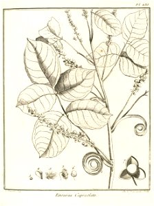 Enourea capreolata Aublet 1775 pl 235