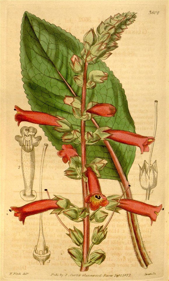 Gesneria lindleyi Hook., Bot. Mag. 64. t. 3602. 1837.