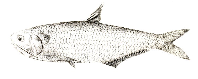 Engraulis hamiltonii Achilles 157