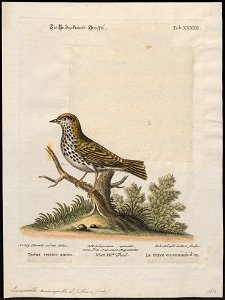 Enicocichla aurocapilla - 1700-1880 - Print - Iconographia Zoologica - Special Collections University of Amsterdam - UBA01 IZ16300189