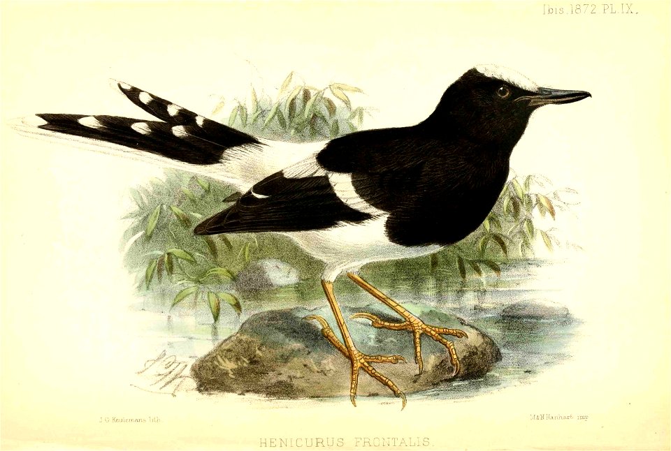 EnicurusFrontalisKeulemans