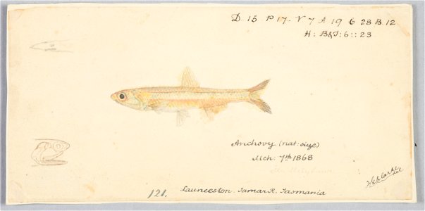 Engraulis australis by Frank Edward Clarke