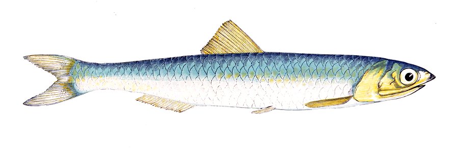 Engraulis encrasicolus Gervais