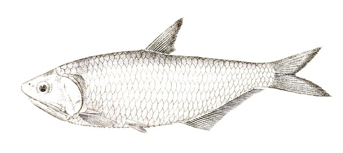 Engraulis kammalensis Achilles 157