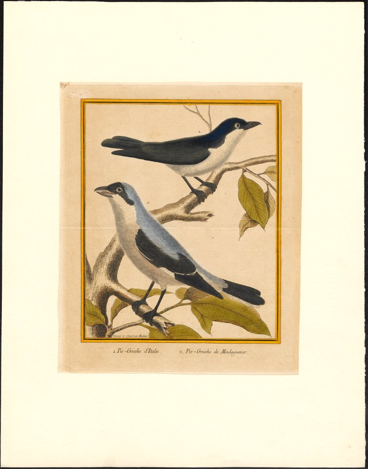 Enneoctonus minor - 1796-1799 - Print - Iconographia Zoologica - Special Collections University of Amsterdam - UBA01 IZAA100181