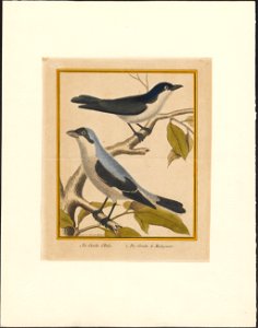 Enneoctonus minor - 1796-1799 - Print - Iconographia Zoologica - Special Collections University of Amsterdam - UBA01 IZAA100181