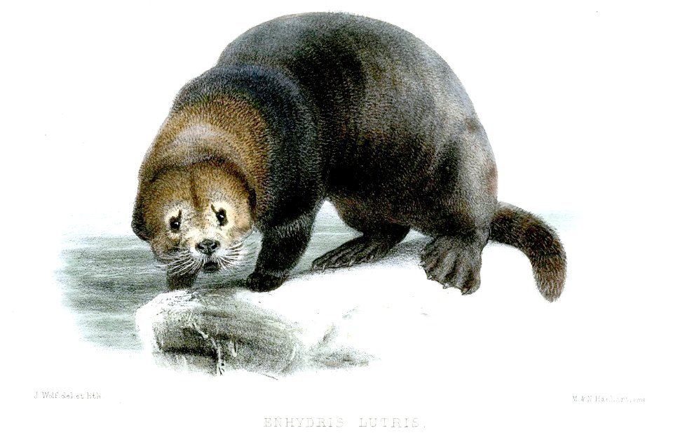 EnhydrisLutrisWolf