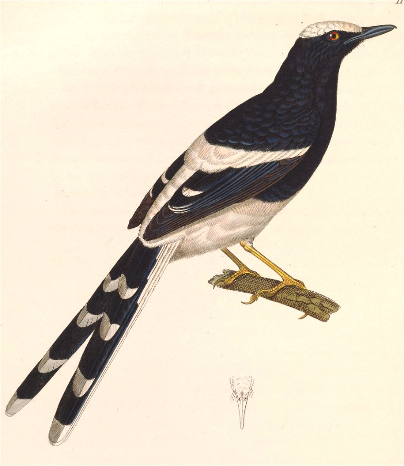 Enicurus leschenaulti 1838