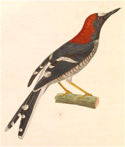 Enicurus ruficapillus 1838