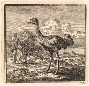 Enkele figuren kijken naar een struisvogel
