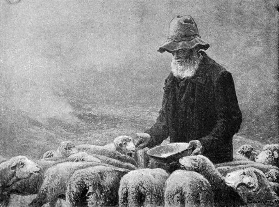Enneking Salting Sheep p.190