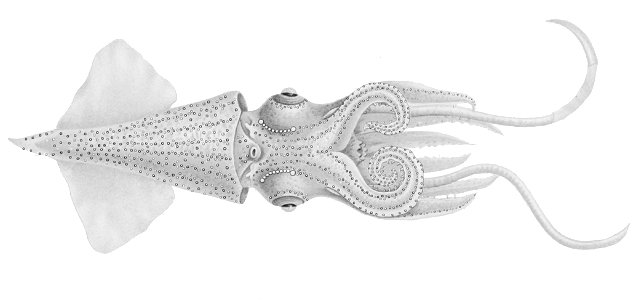 Enoploteuthis leptura