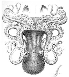 Enteroctopus dofleini2