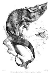 EnsirostrisSaurocerasFord