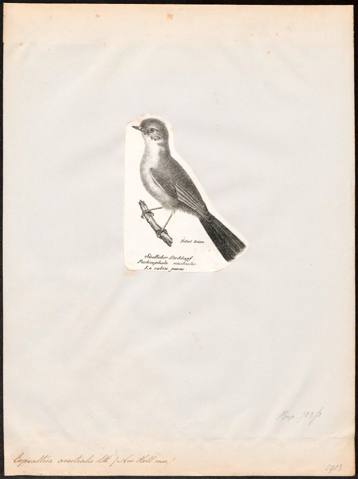 Eopsaltria australis - 1809-1845 - Print - Iconographia Zoologica - Special Collections University of Amsterdam - UBA01 IZ16600363