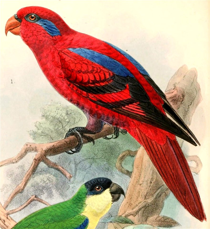 Eos bornea 1897