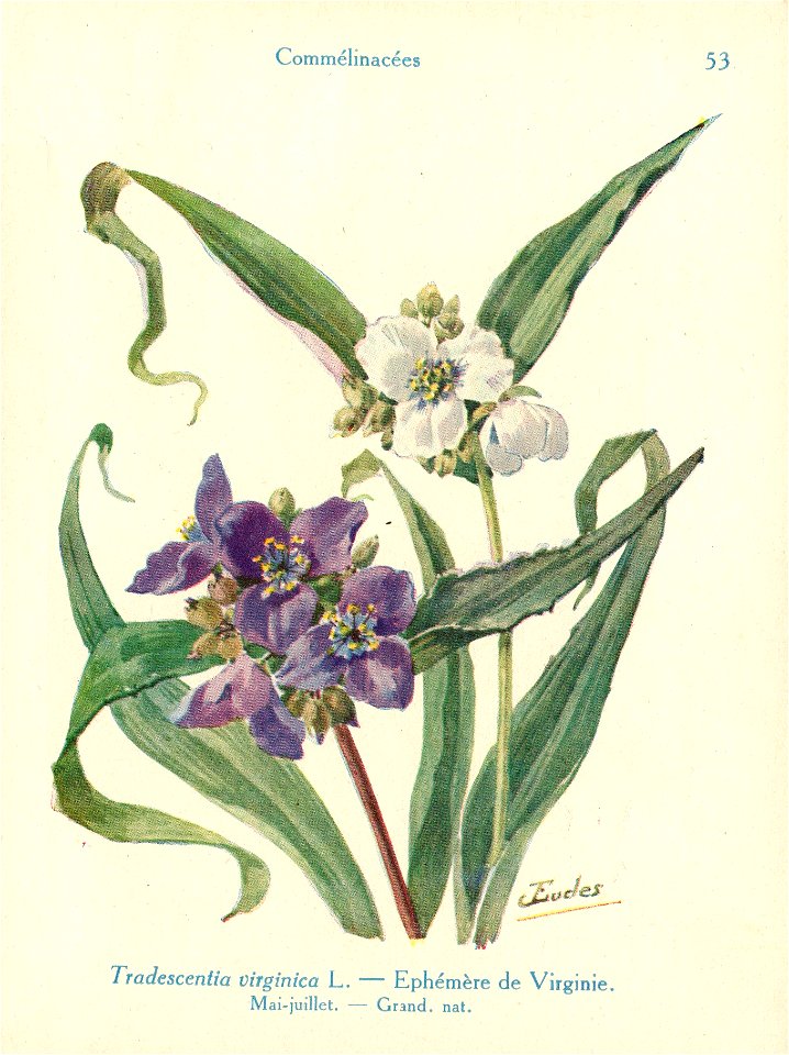 Ephémère-J.Eudes-53