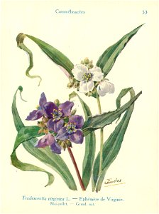 Ephémère-J.Eudes-53
