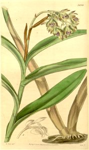 Epidendrum anceps (as Epidendrum viridipurpureum) - Curtis' 65 (N.S. 12) pl. 3666 (1839). Free illustration for personal and commercial use.