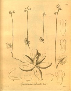 Ephippianthus sachalinensis (as Ephippianthus schmidtii) - Xenia 2 pl 180