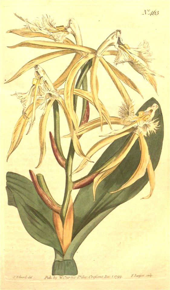 Epidendrum ciliare - Bot. mag. vol 13-14 pl 463
