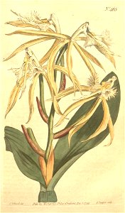 Epidendrum ciliare - Bot. mag. vol 13-14 pl 463