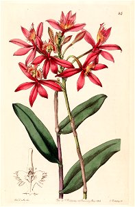 Epidendrum cinnabarinum - Edwards vol 28 (NS 5) pl 25 (1842). Free illustration for personal and commercial use.