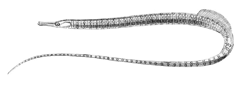 Entelurus aequoreus Schlegel