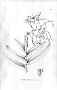 Epidendrum cristatum (as Epidendrum longovarium) - Fl.Br.3-5-28. Free illustration for personal and commercial use.